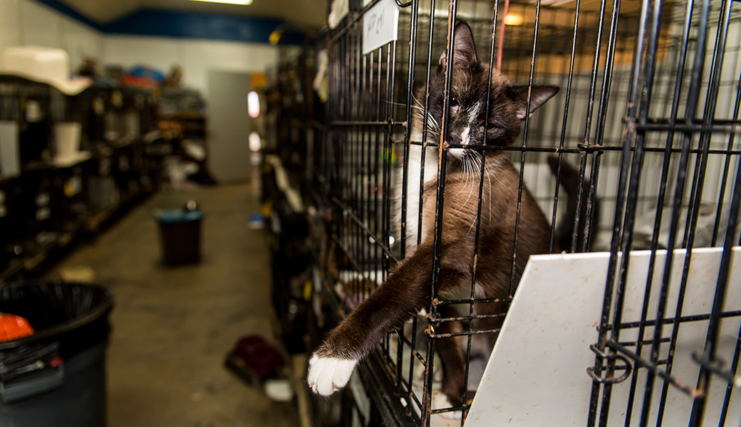 View Exclusive Photos from Our Largest Companion Animal Rescue Ever