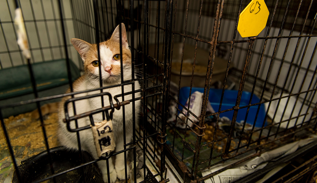 View Exclusive Photos from Our Largest Companion Animal Rescue Ever