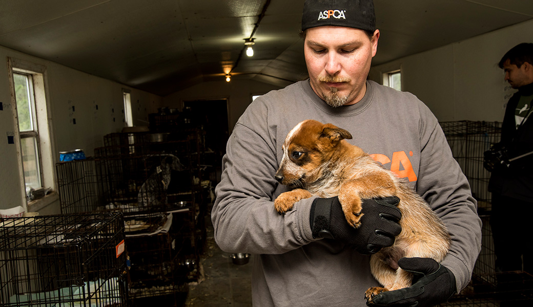 View Exclusive Photos from Our Largest Companion Animal Rescue Ever