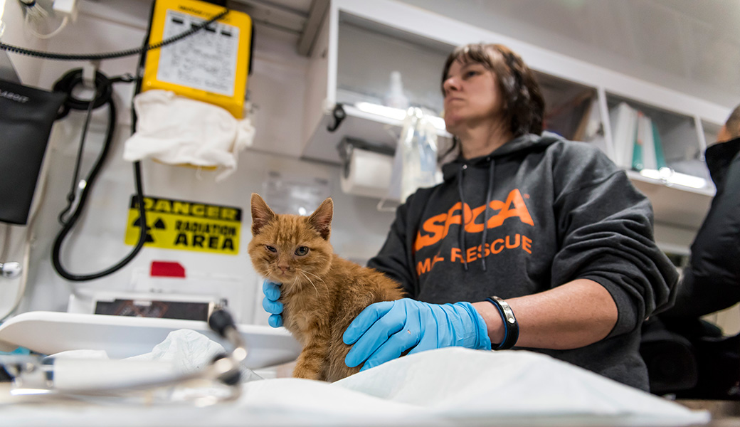 View Exclusive Photos from Our Largest Companion Animal Rescue Ever