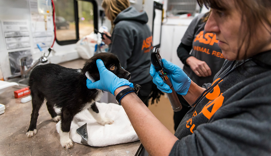 View Exclusive Photos from Our Largest Companion Animal Rescue Ever