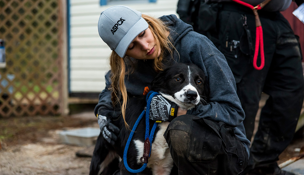 View Exclusive Photos from Our Largest Companion Animal Rescue Ever