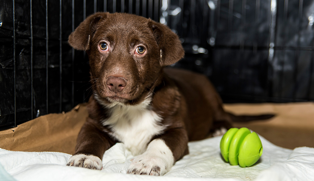 View Exclusive Photos from Our Largest Companion Animal Rescue Ever