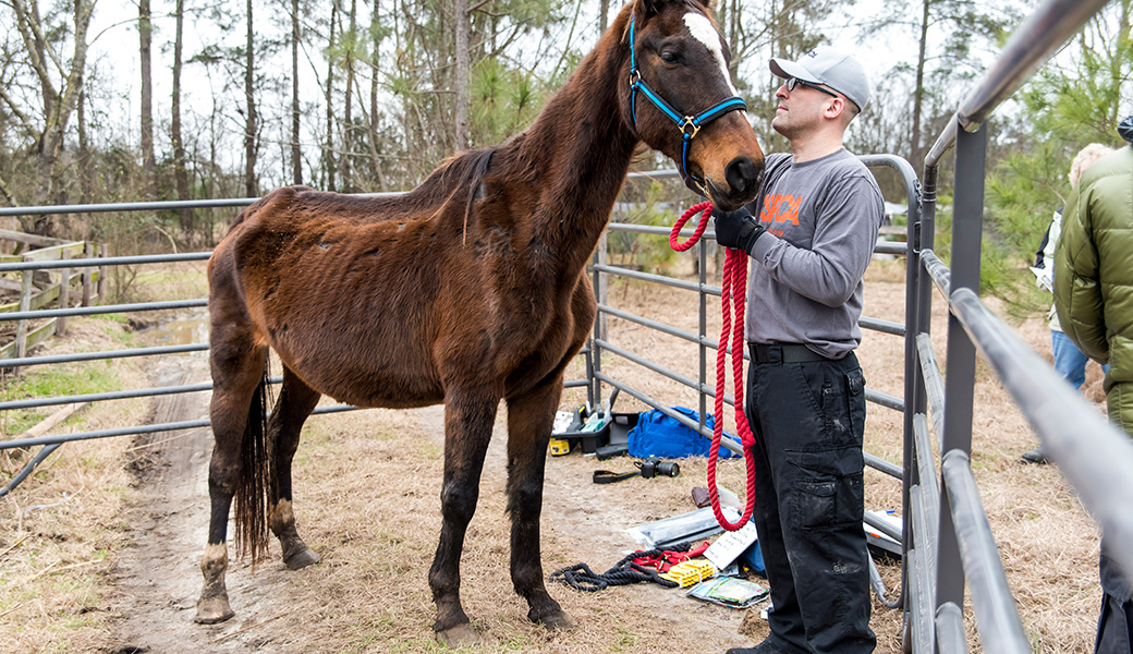 View Exclusive Photos from Our Largest Companion Animal Rescue Ever