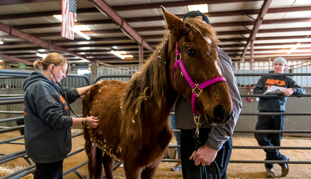 View Exclusive Photos from Our Largest Companion Animal Rescue Ever