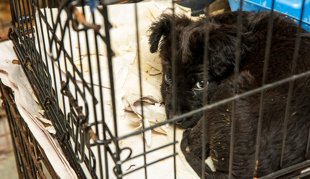 View Exclusive Photos from Our Largest Companion Animal Rescue Ever