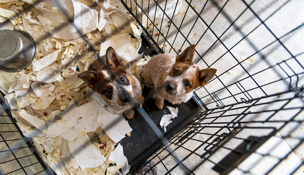 View Exclusive Photos from Our Largest Companion Animal Rescue Ever