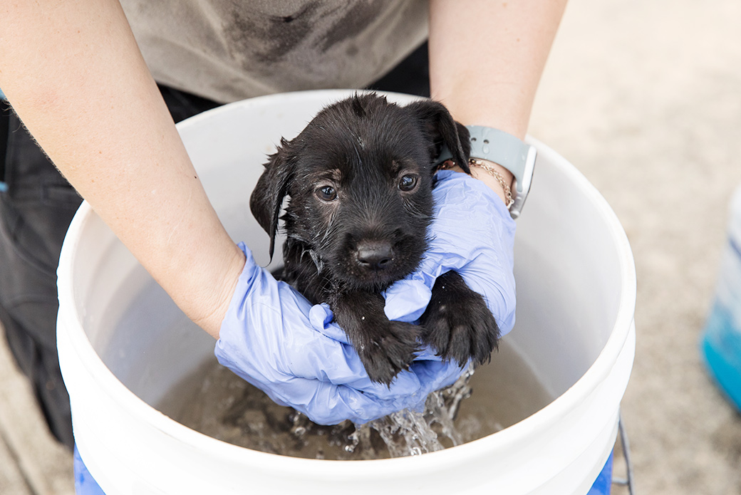 Pup being bathed after being brought to safety
