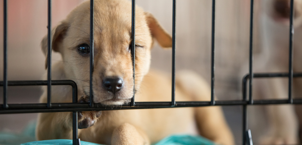 a puppy in a crate