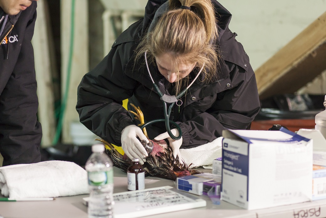 Dr. Touroo at a cockfighting case in Queens, New York.