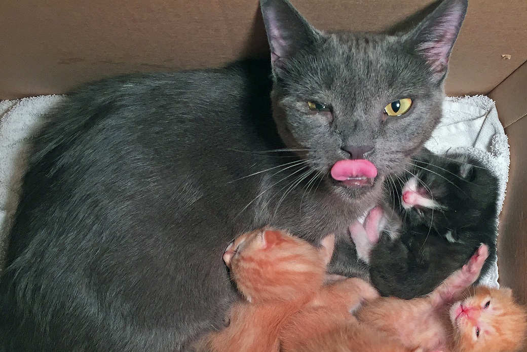 John with his adoptive kittens