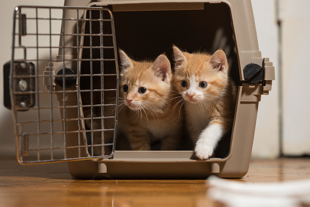 kittens in a carrier