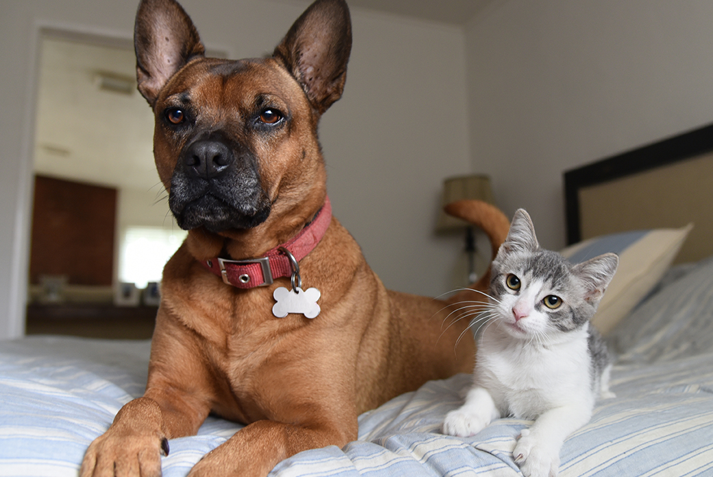 a brown dog with a black muzzle with a gray and white kitten on a bed