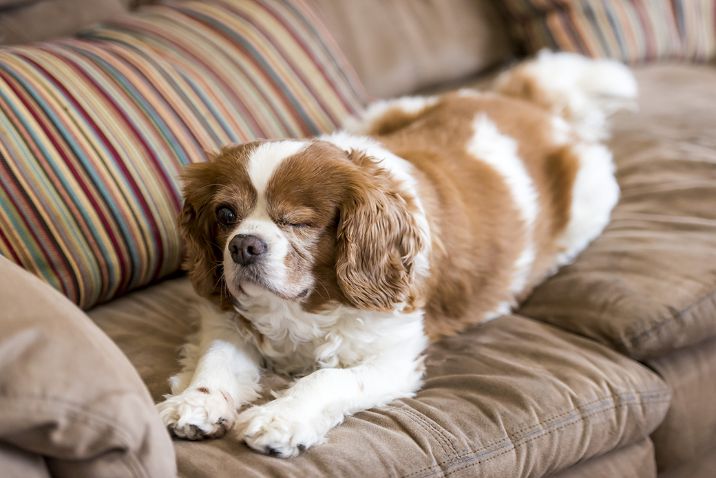 a dog resting on a couch