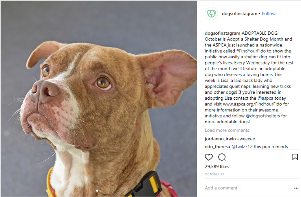 @dogsofinstagram posted a photo of former Adoption Center resident, Lisa!