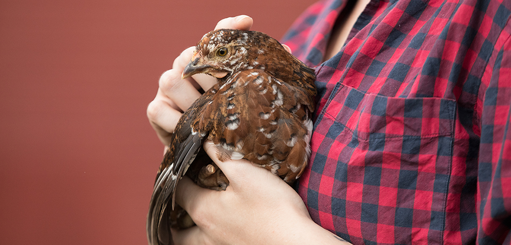 a brown chicken being held by a person in flannel