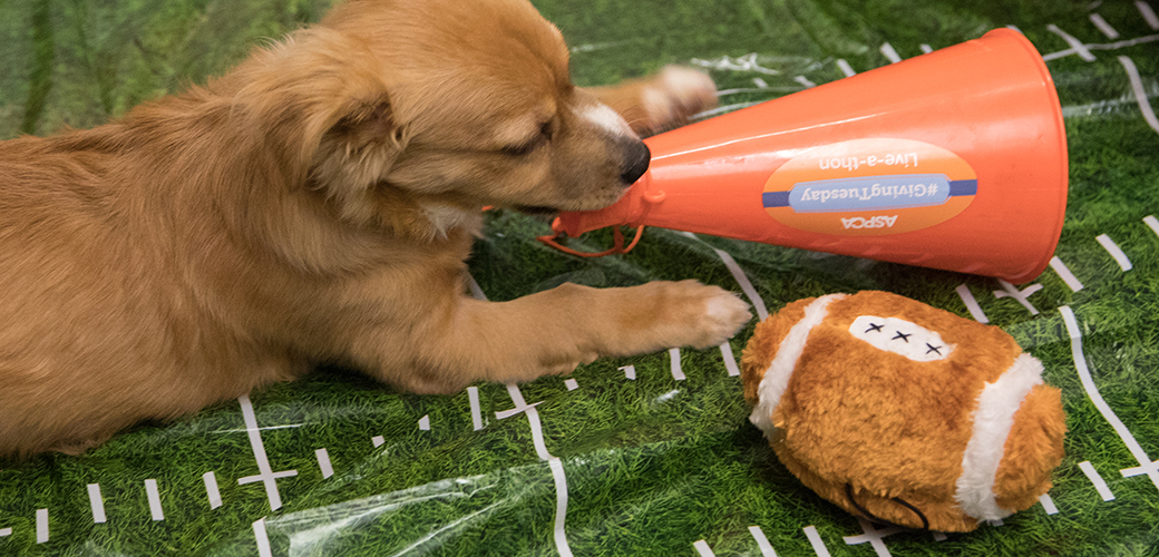 a puppy with a toy football and a megaphone