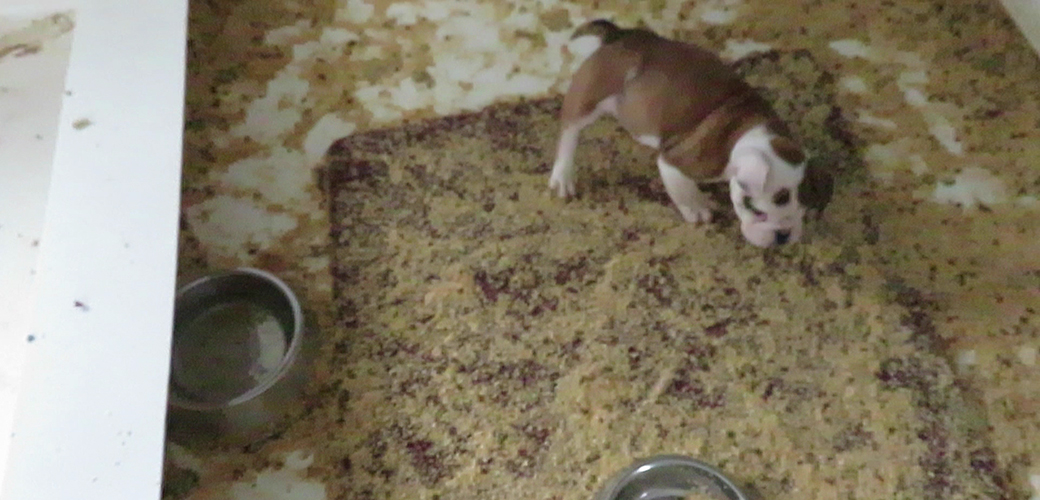 a puppy in a dirty kennel at a puppy mill