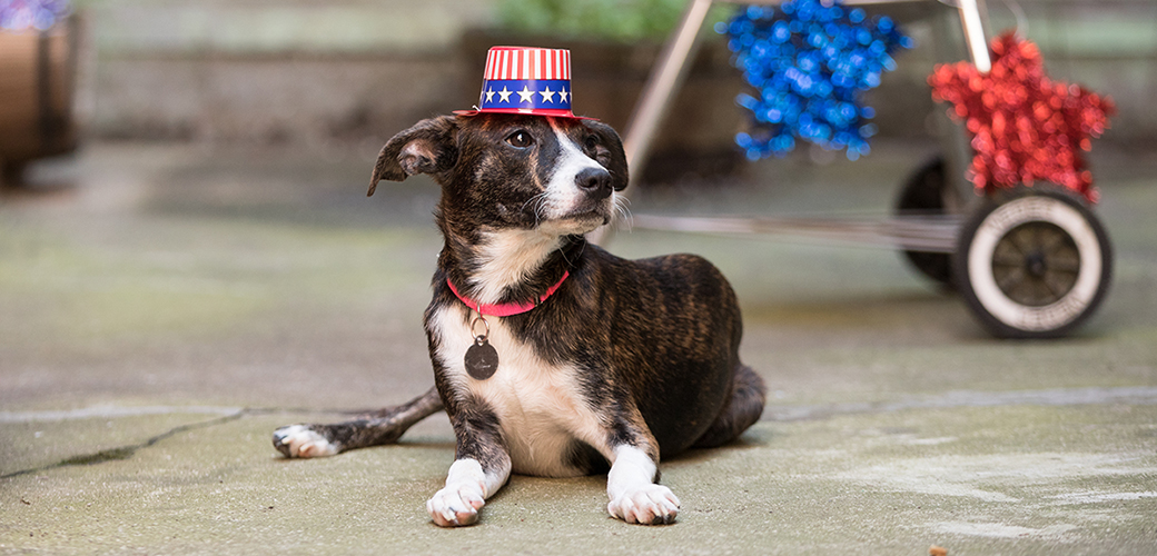 a dog with an american flag hat