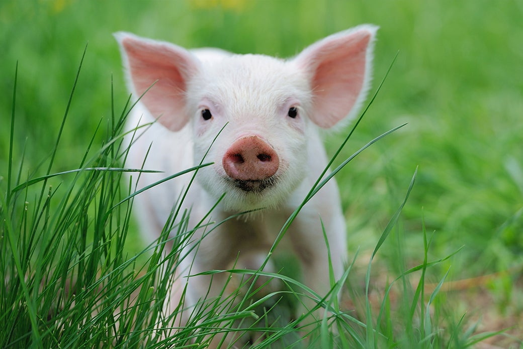 a small pig in grass