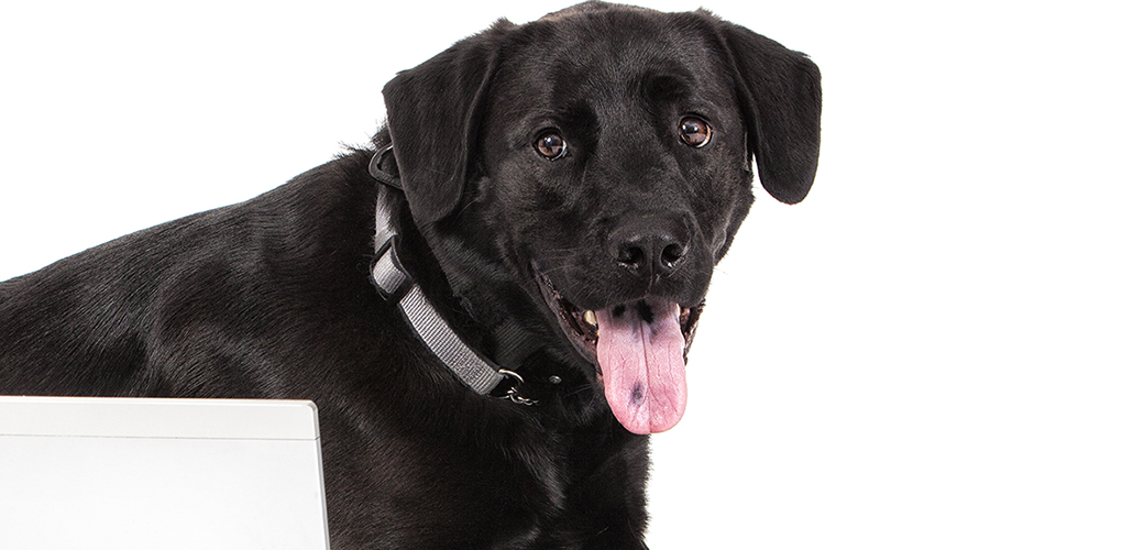 a black lab with a computer