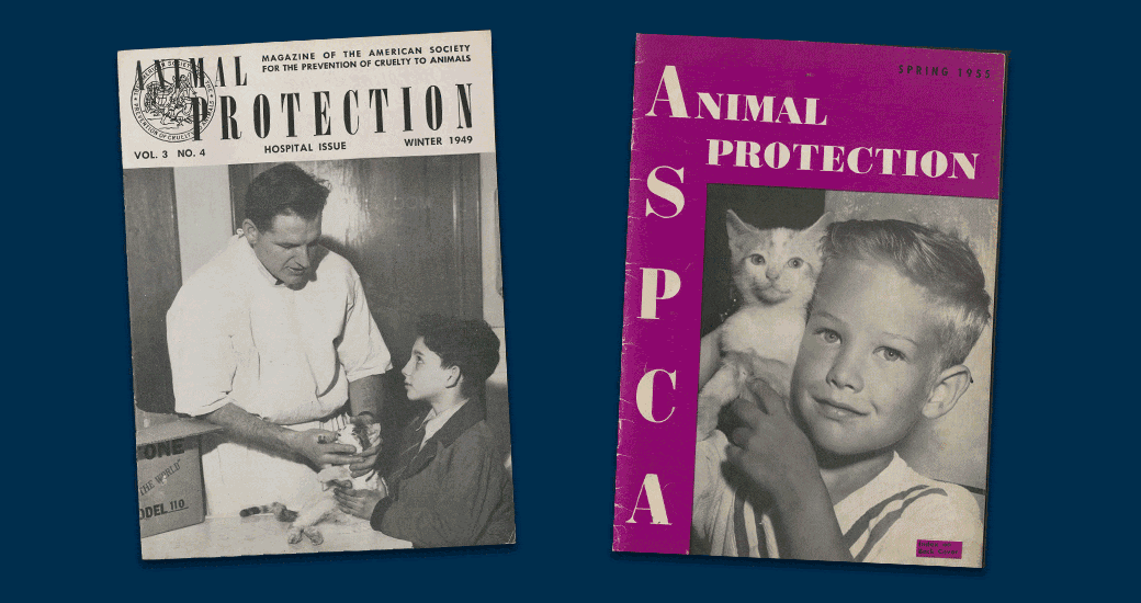 Nine Lives, One Calling: How the ASPCA Has Shaped Care for Cats | ASPCA