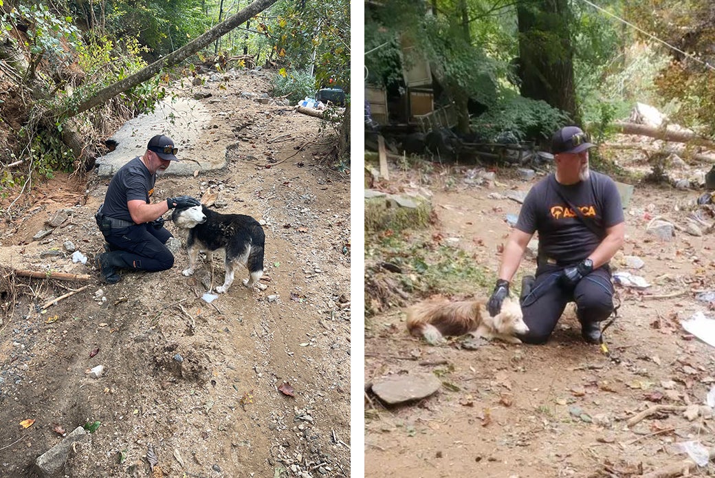 ASPCA responder with lost dogs