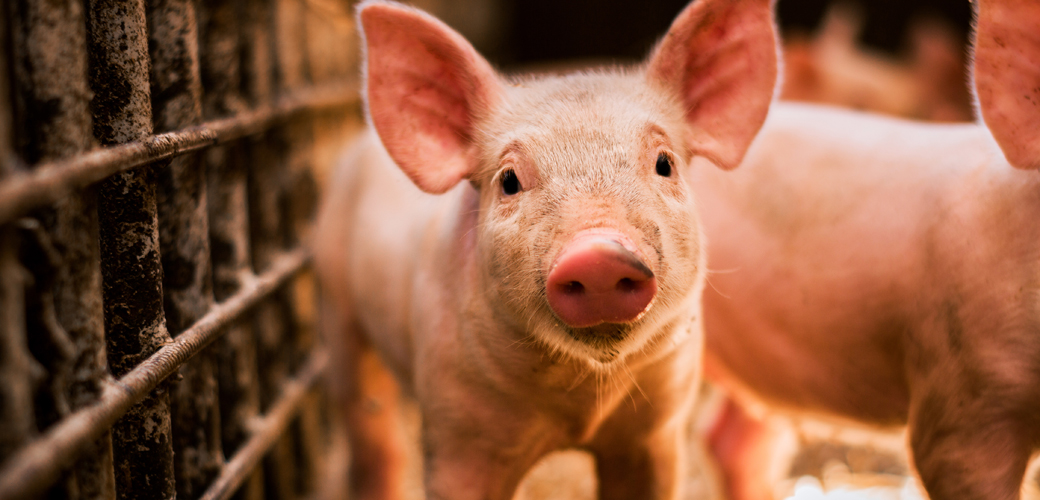 a pig in a dirty holding area