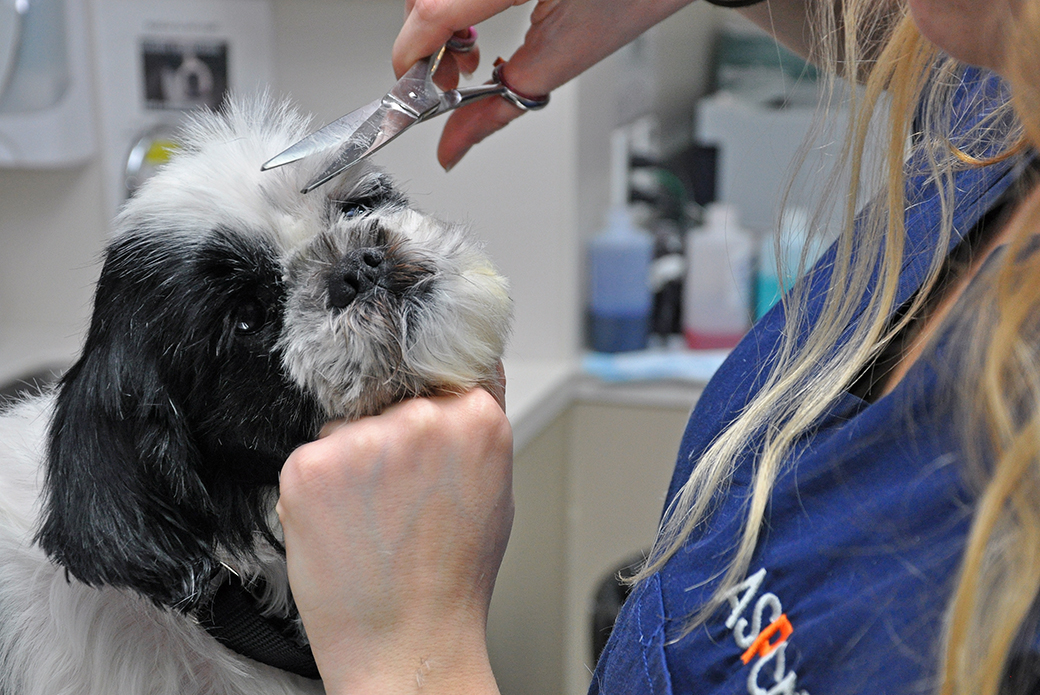 a black and white dog getting their hair trimmed