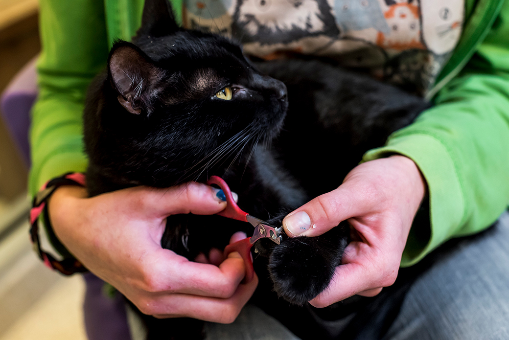 a cat getting their nails trim