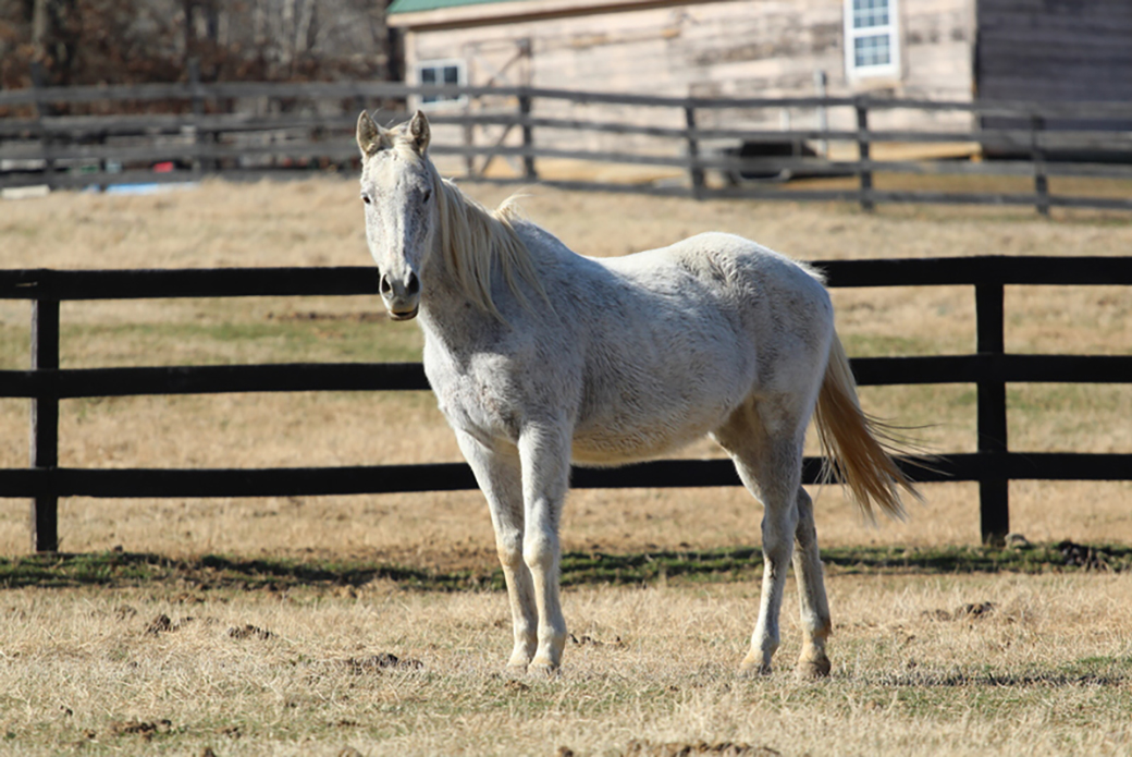 A Horse Of A Different Color: Common Equine Coat Colors! | Aspca