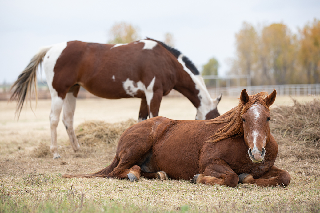 a brown horse resting on the ground while a brown and white horse eats hay behind it