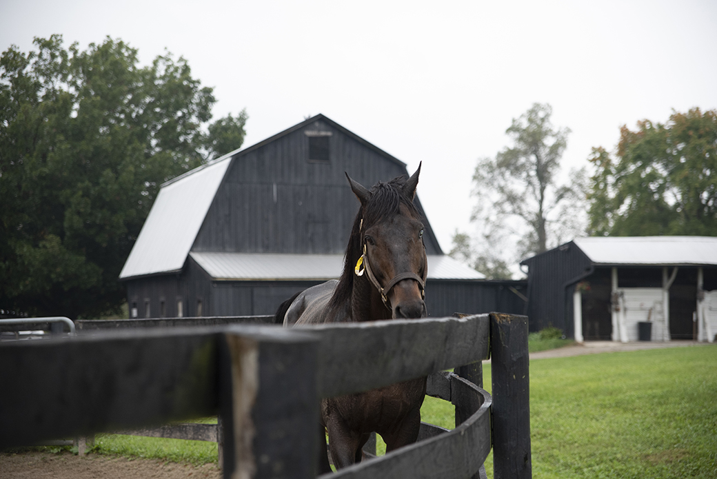 a black horse in a corral with a barn in the background 