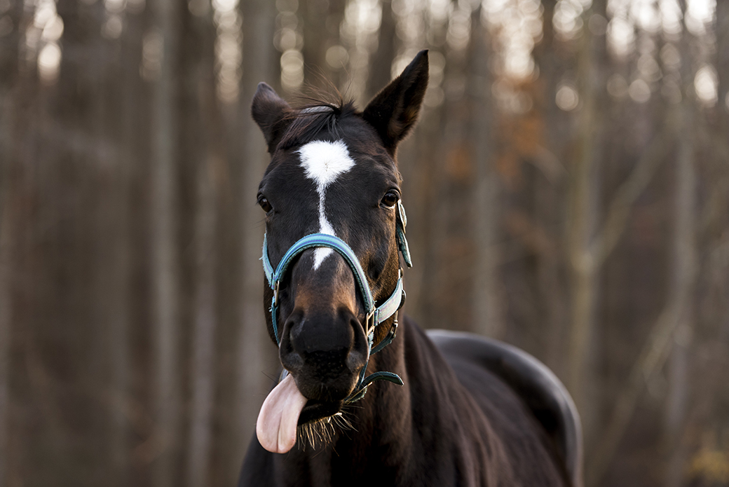 a horse with its tongue out