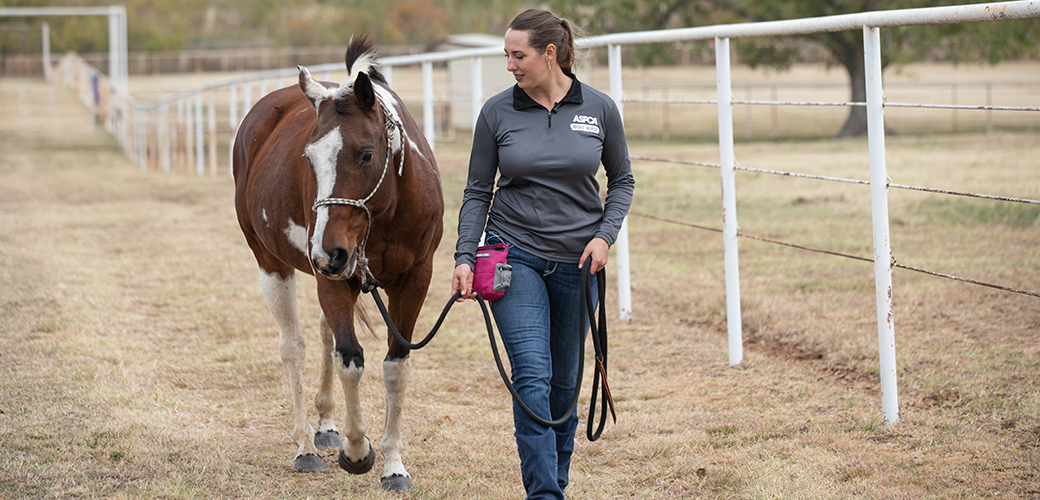 a woman in a grey ASPCA thermal guiding a brown and white horse