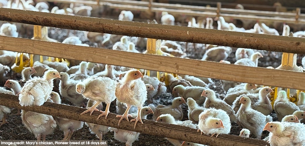 young chickens at a farm
