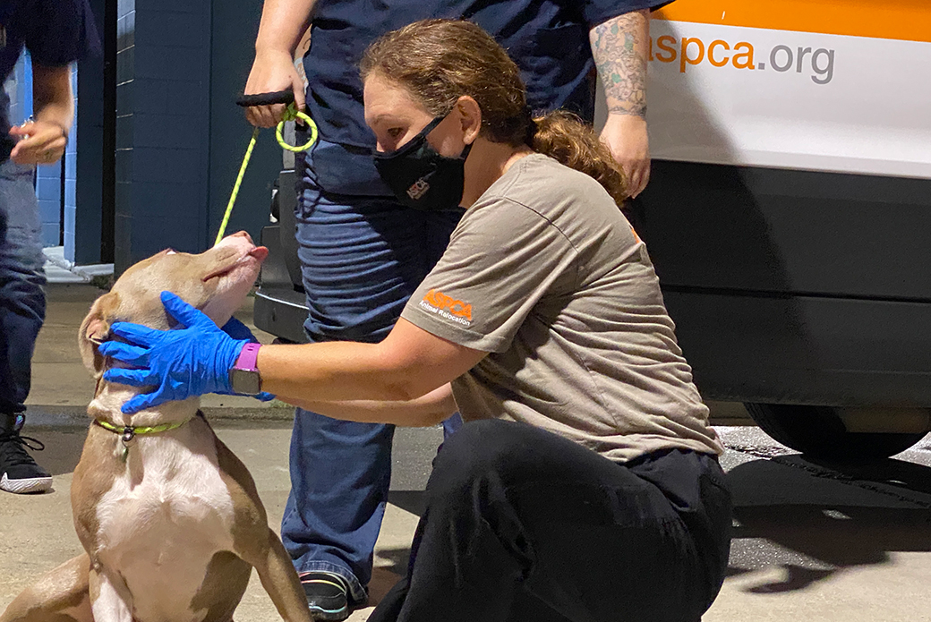 a rescued pitbull with ASPCA responders