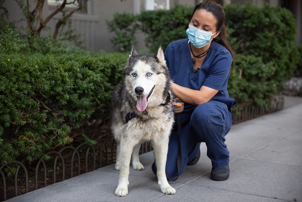 ASPCA Animal Hospital staff with a husky on a side walk