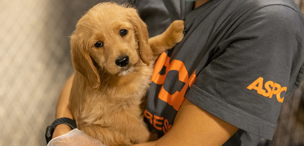 a rescued golden retriever puppy