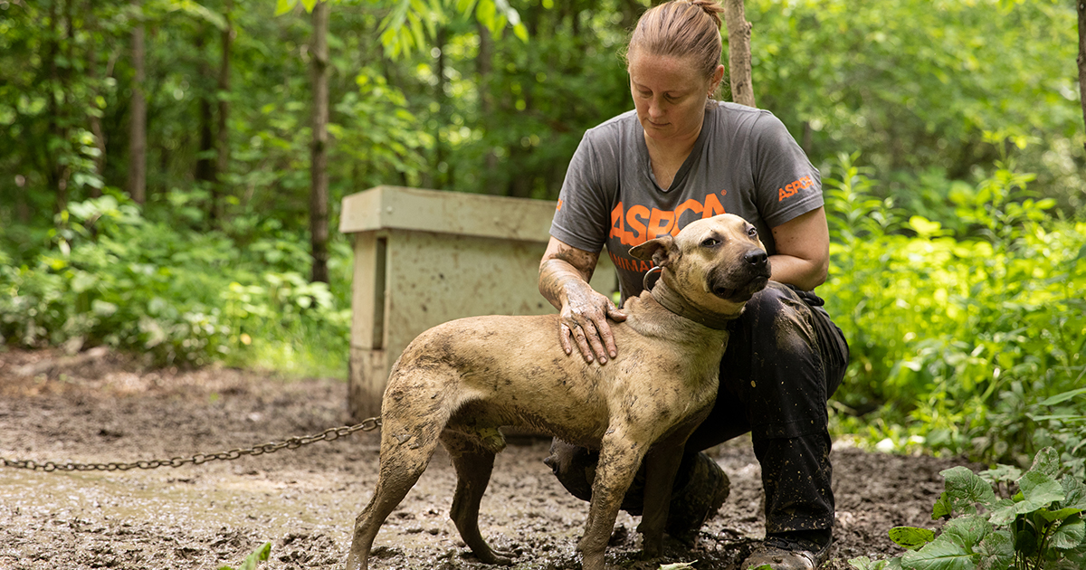 an aspca responder with a dog chained in mud