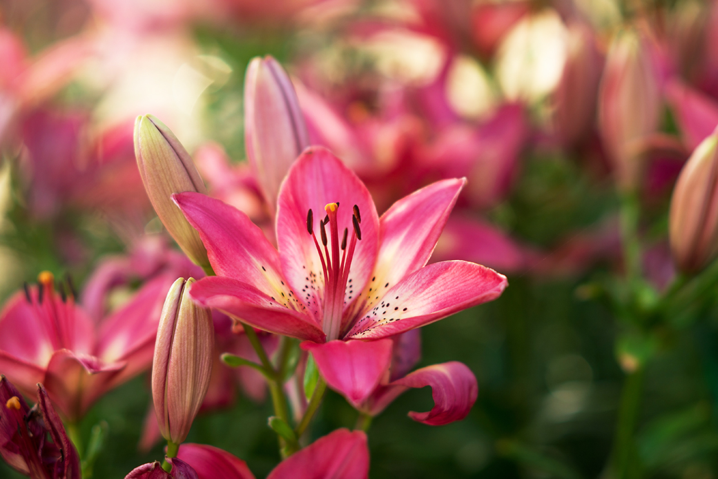 MYTH: “All lilies are toxic to cats’ kidneys.”