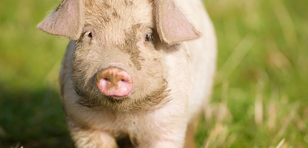 It's Picnic Season! Packing Your Picnic Basket with Welfare in Mind