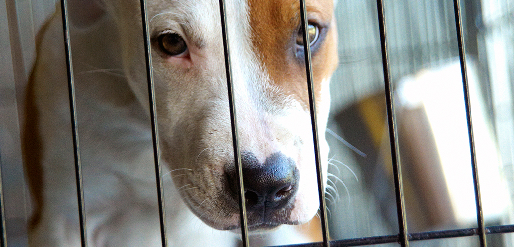 It’s Time for Federal Sentencing Guidelines to #GetTough on Dog Fighting