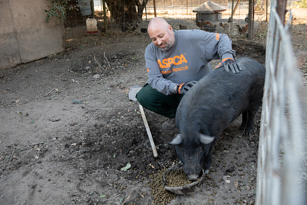 a responder feeding a pig