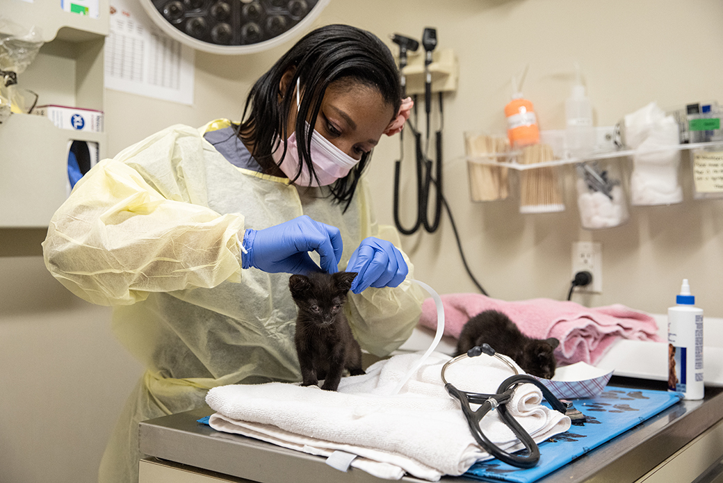 ASPCA staff member examining two kittens