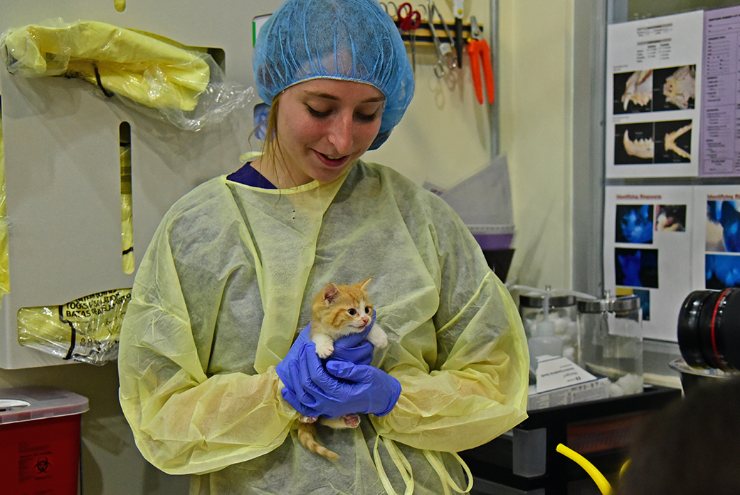 a nurse volunteer holding a kitten