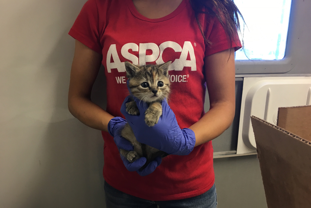 Caramel being held by an ASPCA worker
