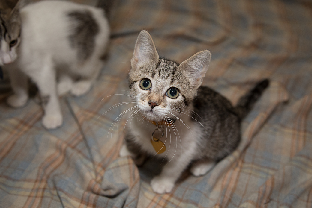 Los Angeles Cats Need Your Help: Now's Your Chance to Find a New Feline  Friend! | ASPCA