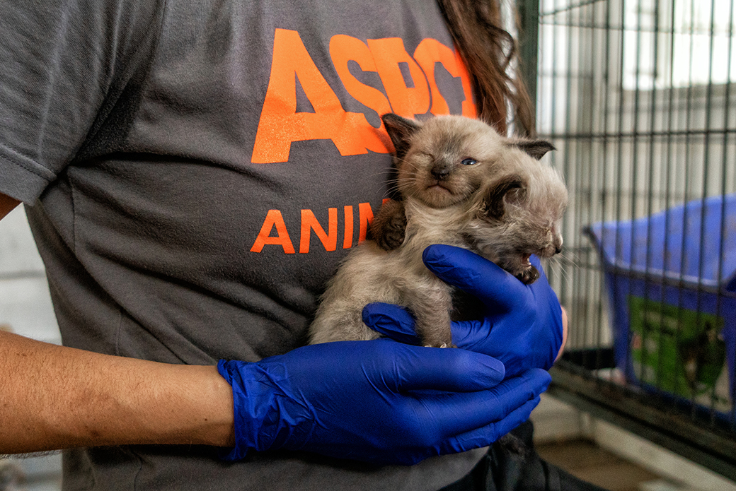 ASPCA Assists in Rescuing More than 75 Animals from Florida Cruelty Case |  ASPCA