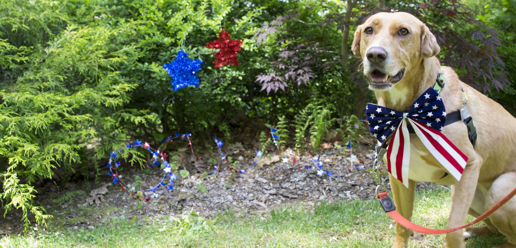 a dog in an american flag bowtie